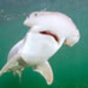 NEAQ