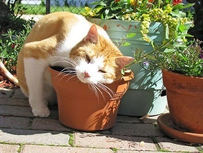 Ten Herbs to Improve Your Cat's Health | petMD | Animal Health | Scoop.it