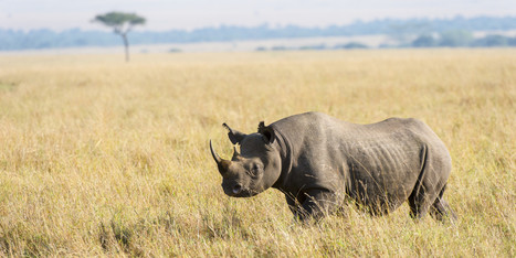 Every Last Rhino Could Be Gone In 10 Years. www.huffingtonpost.com. By the