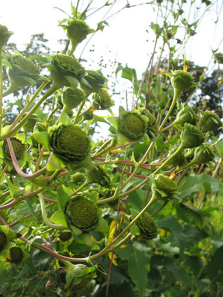 Zonnekroon (Silphium perfoliatum) - Berggarten - Hannover {september 2009} | Tuinen | Scoop.it