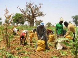 Nouvel espoir pour les agriculteurs africains | Questions de d&eacute;veloppement ... | Scoop.it