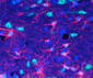 Acute stress primes brain for better cognitive and mental performance | It All Begins in Your Mind | Scoop.it