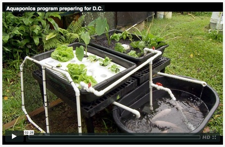 Build Your Own Aquaponic System
