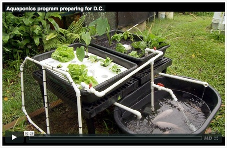 Aquaponics dallas Guide