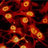 Cell Line Contamination
