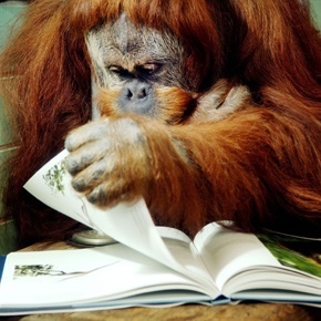 Can Science Explain Why We Tell Stories? | English Classes | Scoop.it