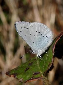 Wildlife Extra News - Free membership to Butterfly Conservation for 1 year. | Conservation, Ecology, Environment and Green News | Scoop.it