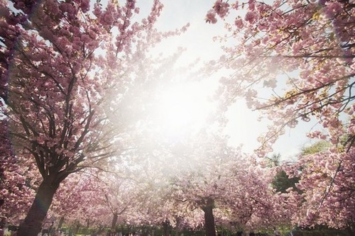 Sous les cerisiers fleuris