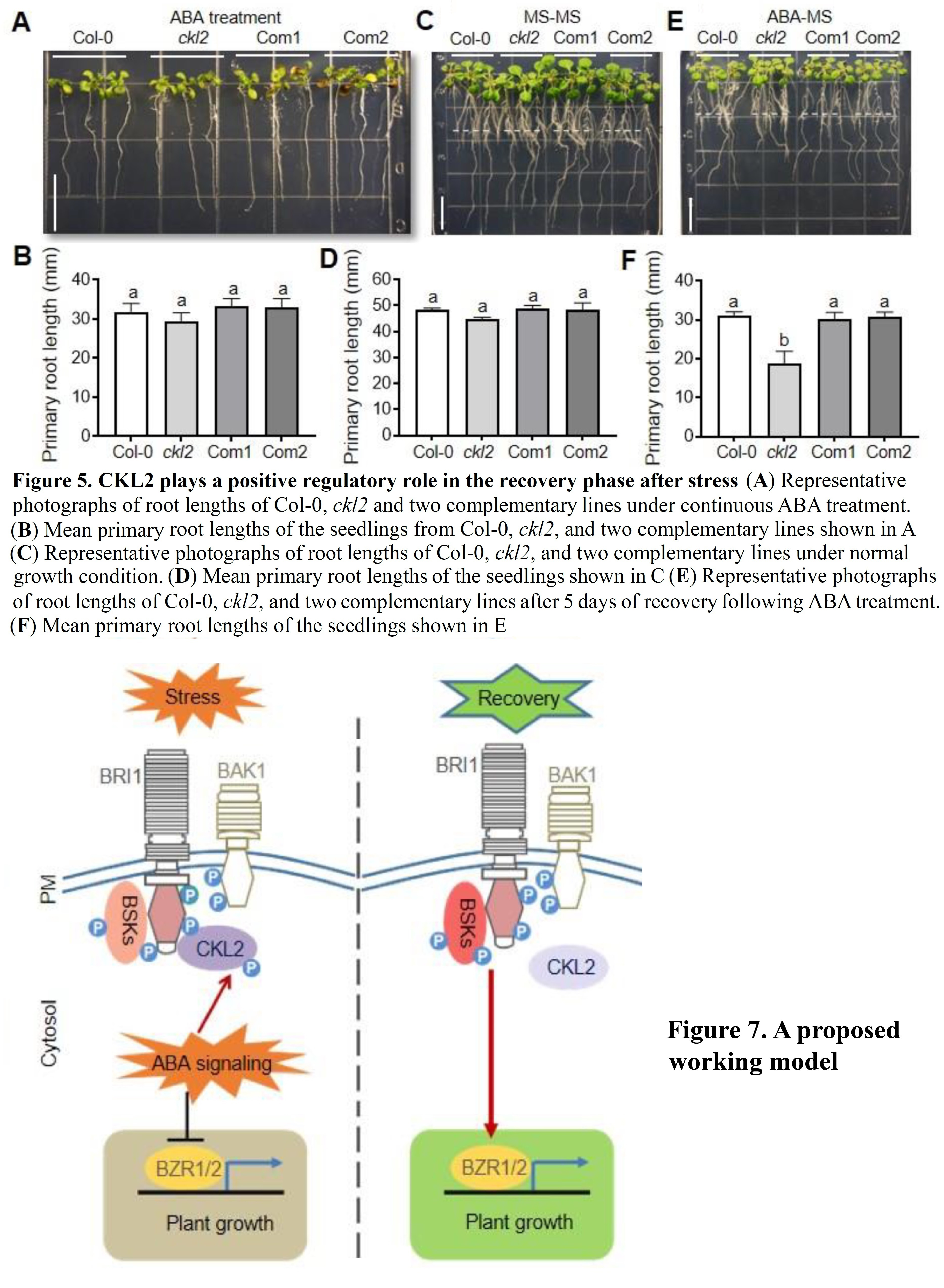 Ckl Mediates The Crosstalk Between Abscisic Ac