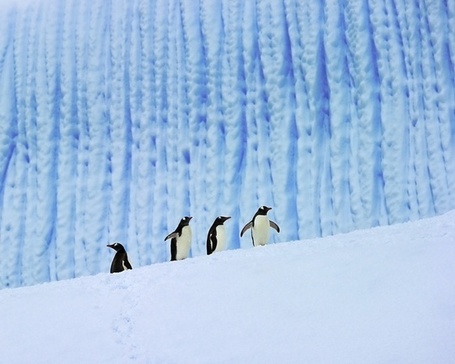 30 Incredibly Beautiful Photos That You Should View | HELPING ANIMALS IN DANGER by Oumnia | Scoop.it