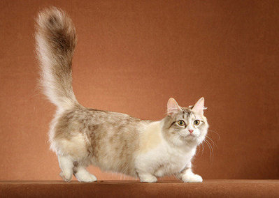 9 Cat Breeds with Funny Names | Cats Rule the World | Scoop.it