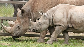 A scary time for Rhinos - ABC Canberra - Australian Broadcasting Corporation | What's Happening to Africa's Rhino? | Scoop.it