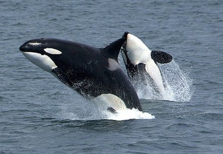 Acoustic Naval Experiment Promises Deadly Consequences for Whales Dolphins of the Western North Pacific Ocean | Dolphins | Scoop.it