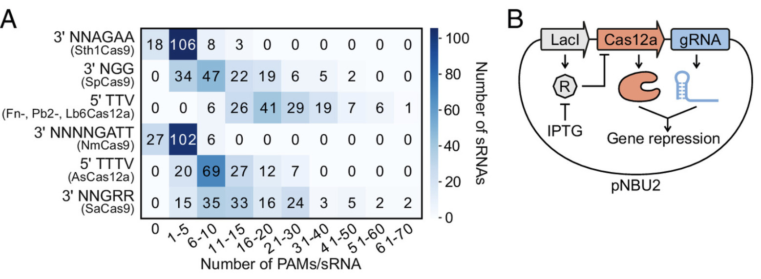 CRISPR Based Screening Of Small RNA Modulators