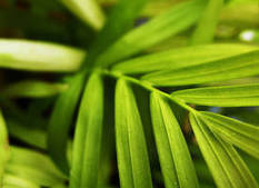 Toutes les plantes descendraient bien d'un unique anc&ecirc;tre lointain | Aux origines | Scoop.it