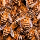 Bee swarms behave just like neurons in the human brain | Colony Collapse Disorder | Scoop.it