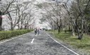 Japan&rsquo;s best kept secret for sakura viewing | trevorsenglish | Scoop.it