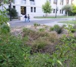 About rainwater harvesting | Greywater Action | In the Watershed: UMCP and Downstream | Scoop.it