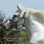 Verglas se tue lors de la visite de la Reine d'Angleterre ! | Courses hippiques | Scoop.it