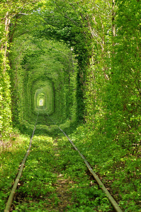 Beautiful Train Tree Tunnel | PgP Photography | Scoop.it