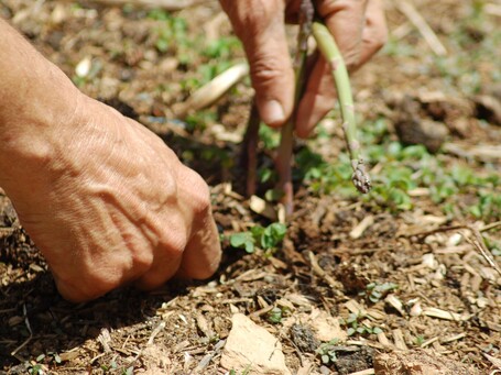 Recrute Equatoriens pr&eacute;caires pour r&eacute;colte d&rsquo;asperges dans les Landes - Rue89 | Questions de d&eacute;veloppement ... | Scoop.it