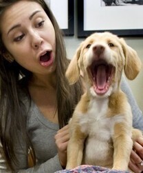 Dogs yawn when they hear people yawn, suggesting they empathize with humans | Empathy and Animals | Scoop.it