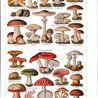 Fiches nature ClC