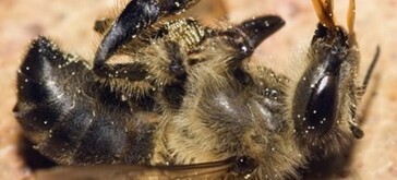 Dying Honeybees: It Was the Insecticides All Along | Colony Collapse Disorder | Scoop.it