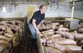 This little piggy is going to China | INTRODUCTION TO THE SOCIAL SCIENCES DIGITAL TEXTBOOK(PSYCHOLOGY-ECONOMICS-SOCIOLOGY):MIKE BUSARELLO | Scoop.it