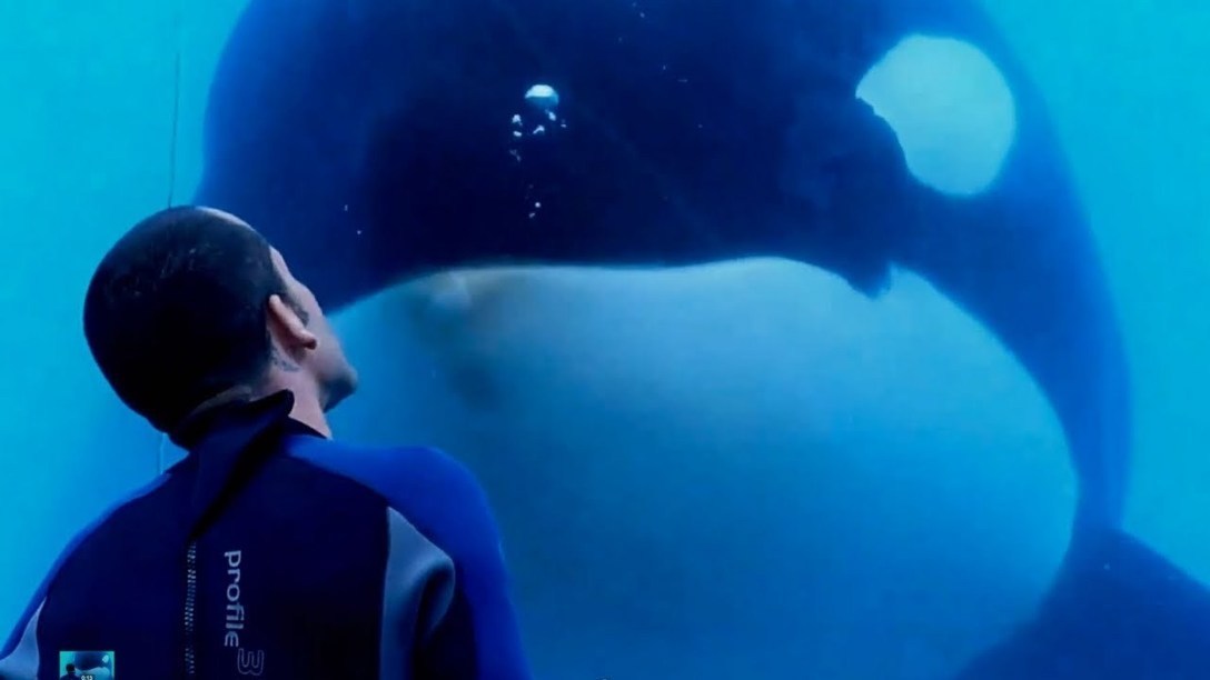 Watch Blackfish IMDB