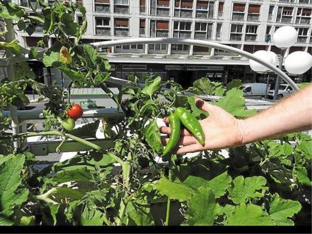 INSOLITE : La m&eacute;ditation pour les plantes | TAHITI Le Mag | Scoop.it