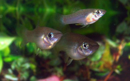 Homosexual Fish More Attractive to Females | Science News | Scoop.it
