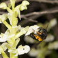 Human actions threaten the world's pollinating insects | Ecology | Scoop.it