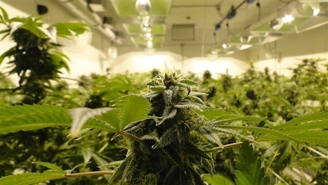 Légalisation de la marijuana: vers une révolution au Colorado | CannaNews by w33d Addict | Scoop.it