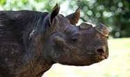 Illegal South African rhino killings hit record high | What's Happening to Africa's Rhino? | Scoop.it
