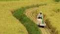 Japan's youth turn to rural areas | Common Knowledge | Scoop.it