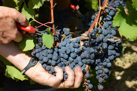 With Warming Climes, How Long Will A Bordeaux Be A Bordeaux? | Maison M.Chapoutier | Scoop.it