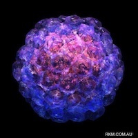 Vaccine gets credit for decline in sex infection [in New Zealand] | Virology News | Scoop.it