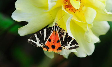 Most UK species in decline, wildlife stocktake shows | Farming, Forests, Water & Fishing (No Petroleum Added) | Scoop.it