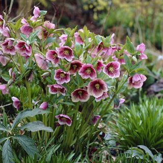 Attention aux plantes toxiques : un jardin enfants admis ! | Je, tu, il... nous ! | Scoop.it