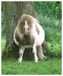 Les gros poneys sont les plus m&eacute;chants | Life and Horses | Cheval | Scoop.it