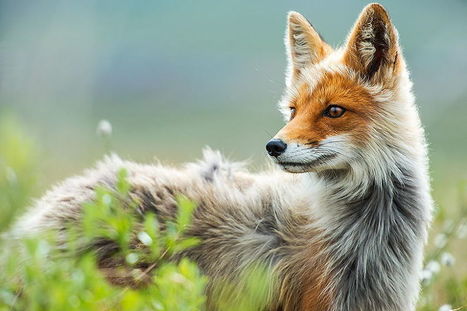 Russian Miner Spends His Breaks Taking Photos Of Foxes In The Arctic Circle | Bored Panda | Slavic, East European, and Eurasian Studies Blogroll | Scoop.it