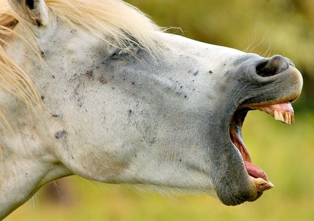 From the horse&rsquo;s mouth to your ear, #flipclass student speaks! | All About Flippin' | Scoop.it