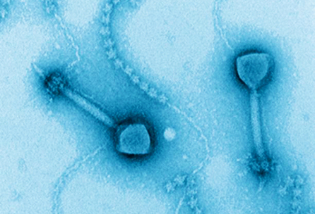Most abundant ocean viruses attack bacteria that are important for the carbon cycle | Amazing Science | Scoop.it