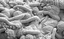 http://planetearth.nerc.ac.uk/news/story.aspx?id=1511&cookieConsent=A