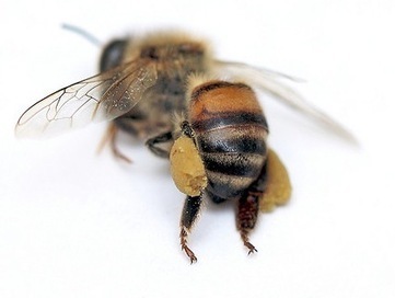 Bayer Raked in $1 Billion in 2010 with Bee-killing Pesticides | YOUR FOOD, YOUR HEALTH: Latest on BiotechFood, GMOs, Pesticides, Chemicals, CAFOs, Industrial Food | Scoop.it