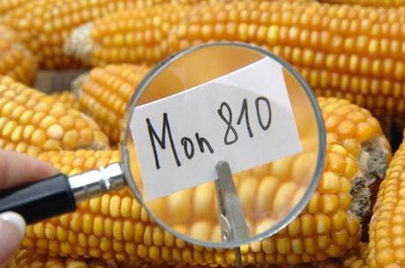 OGM: Rome demande une interdiction de culture du MON 810 dans l'UE | Nature to Share | Scoop.it