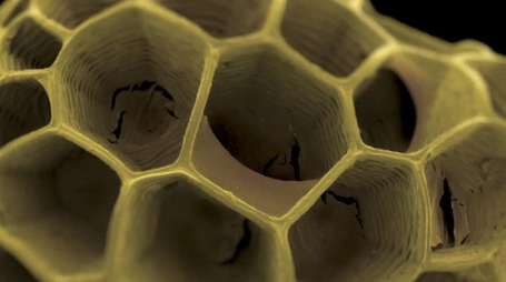 The Magic of Seeds and the Science of Insuring Earth&rsquo;s Future | Intelligent humor | Scoop.it