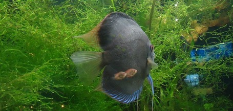 Discus Fish Care