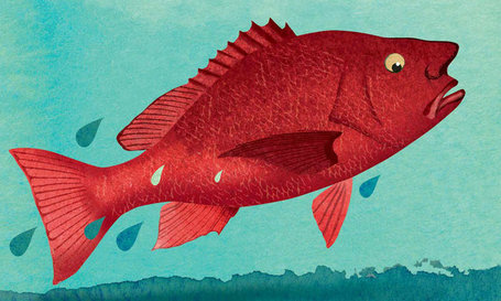 Fish &lsquo;Smell&rsquo; Danger, and Perhaps We Do Too | A Sense of the Ridiculous | Scoop.it